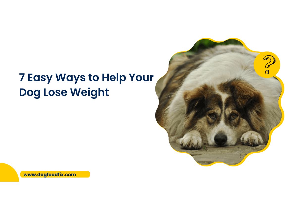 7 Easy Ways to Help Your Dog Lose Weight