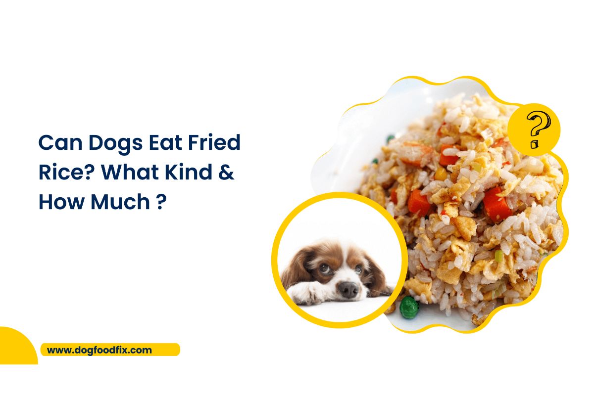 Can Dogs Eat Fried Rice? What Kind & How Much ?