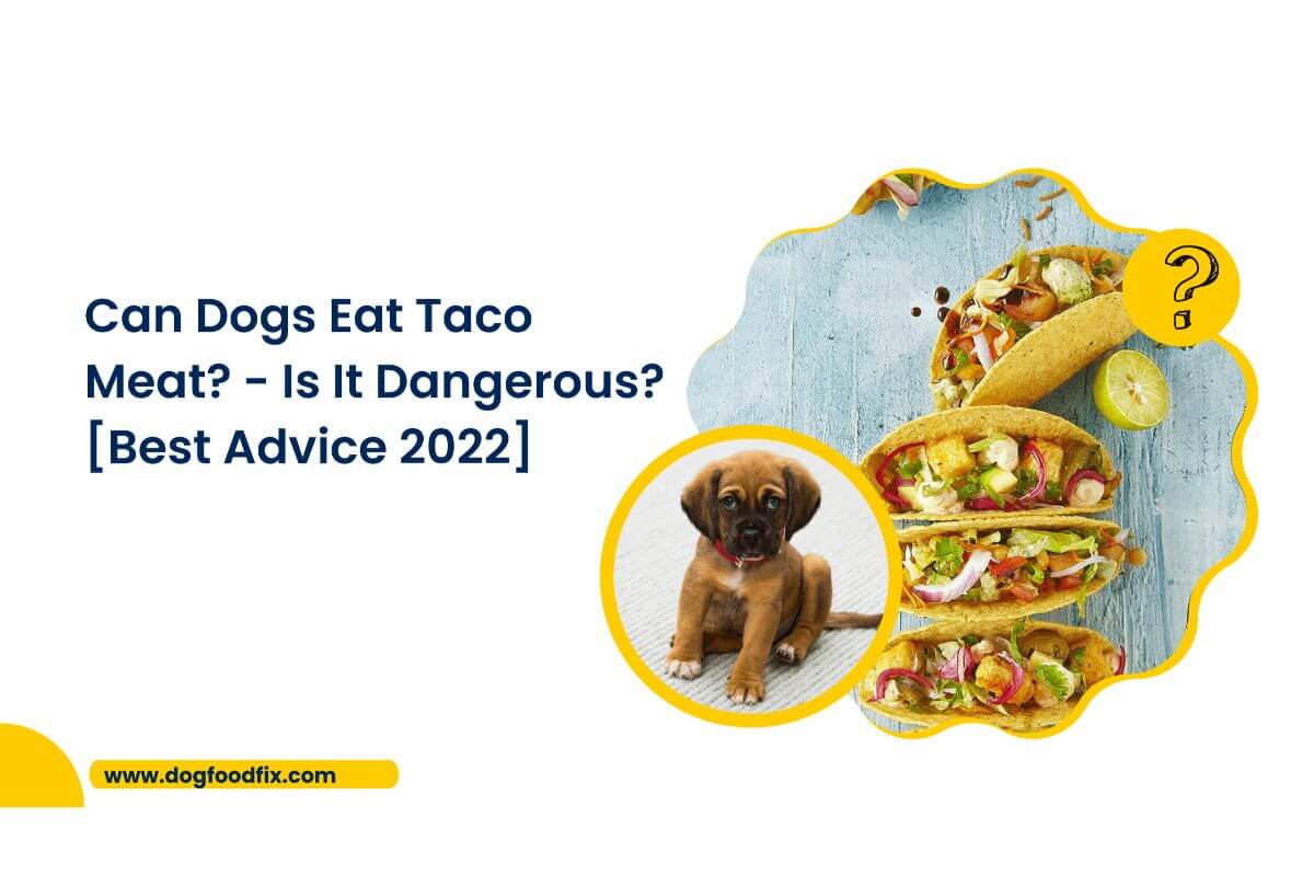 Can Dogs Eat Taco Meat? - Is It Dangerous? [Best Advice 2022]
