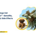 Can Dogs Eat Yucca? Benefits, Uses & Side Effects