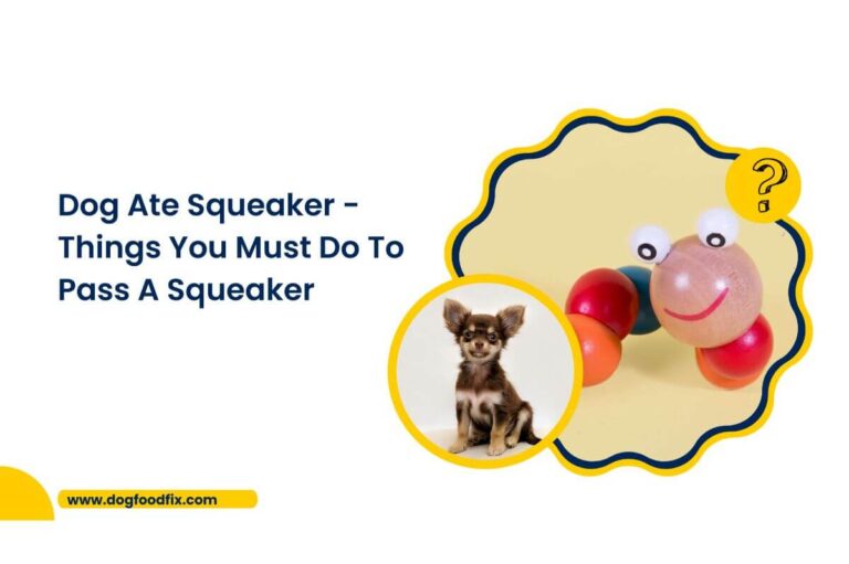 Dog Ate Squeaker - Things You Must Do To Pass A Squeaker