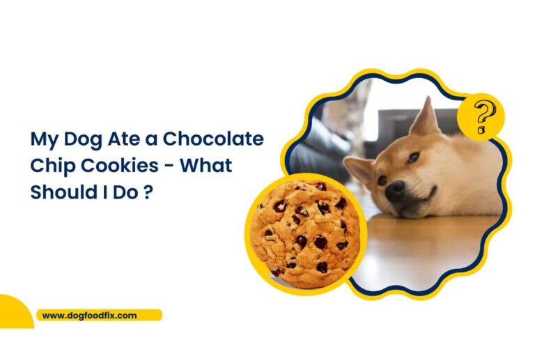 My Dog Ate a Chocolate Chip Cookies - What Should I Do ?