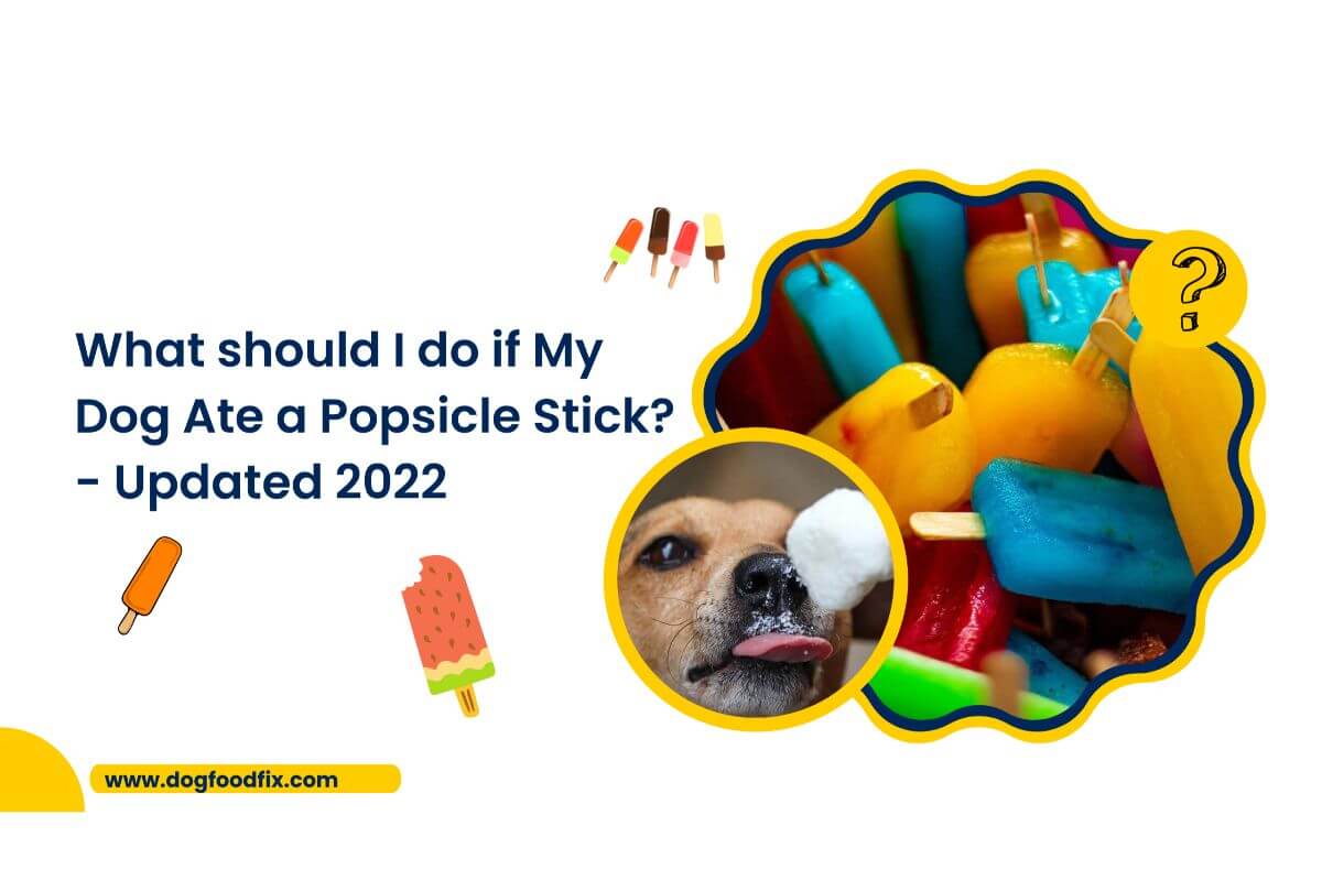 What-should-I-do-if-My-Dog-Ate-a-Popsicle-Stick_Updated-2022