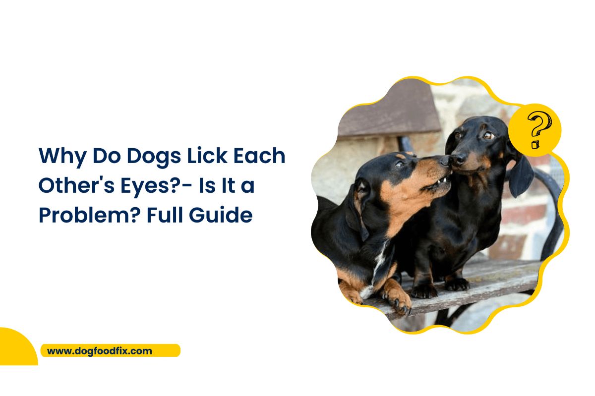 Why Do Dogs Lick Each Other's Eyes?- Is It a Problem? Full Guide