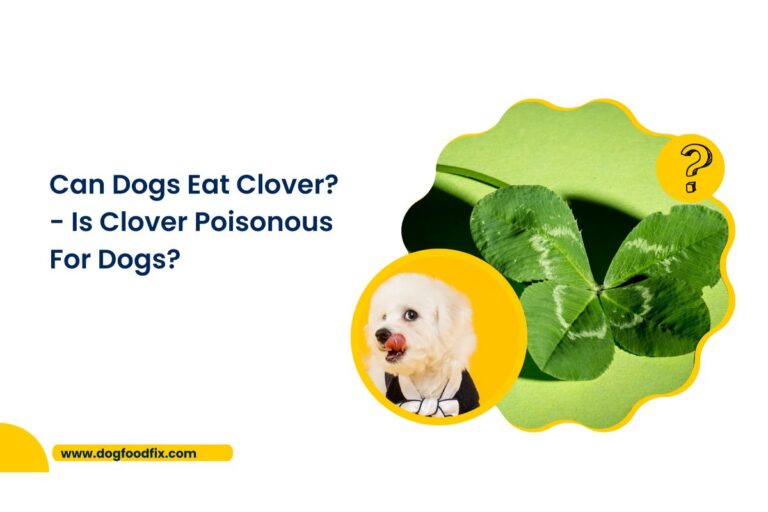 can dogs eat clover