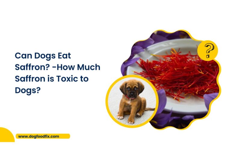 Can Dogs Eat Saffron