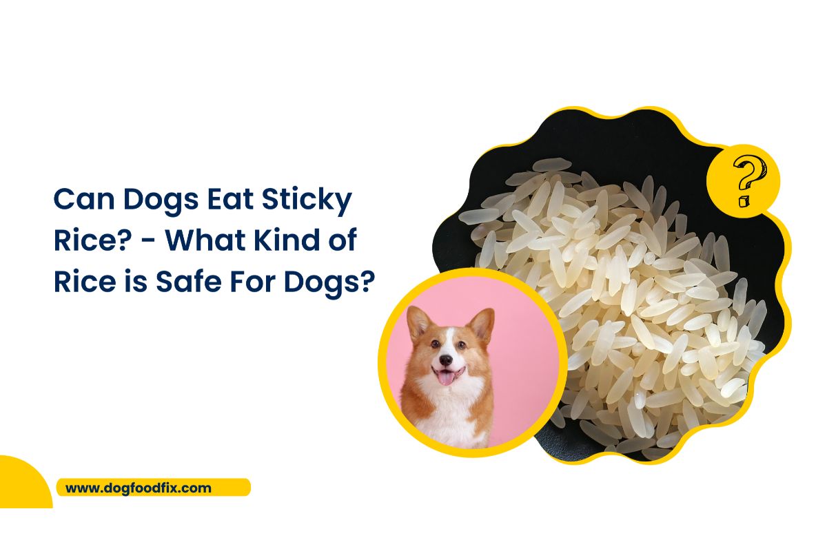 Can Dogs Eat Sticky Rice