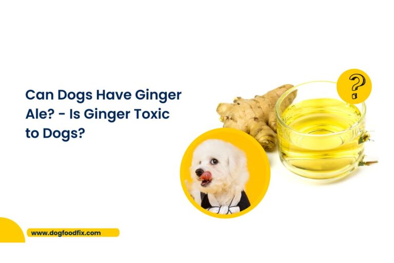 Can Dogs Have Ginger Ale