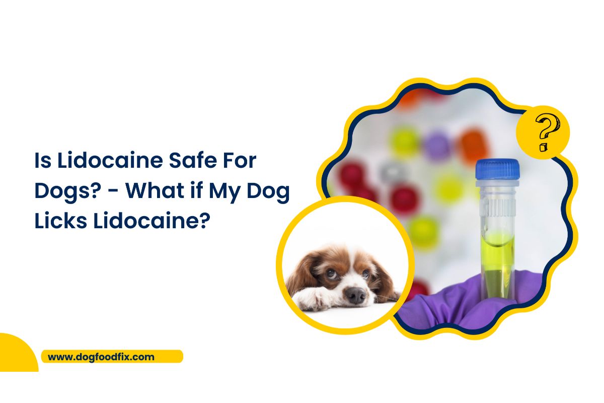 Is Lidocaine Safe For Dogs